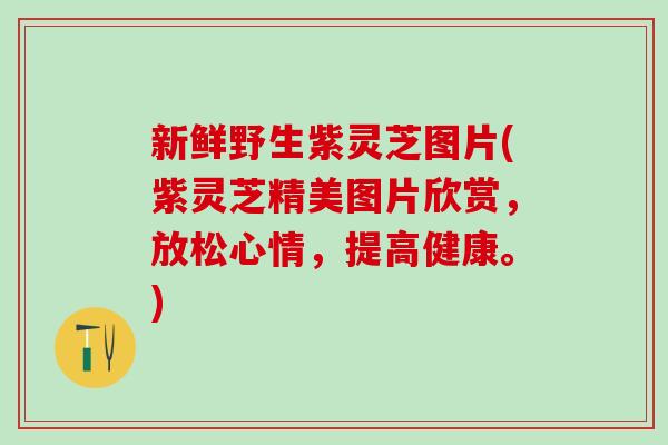 新鲜野生紫灵芝图片(紫灵芝精美图片欣赏，放松心情，提高健康。)