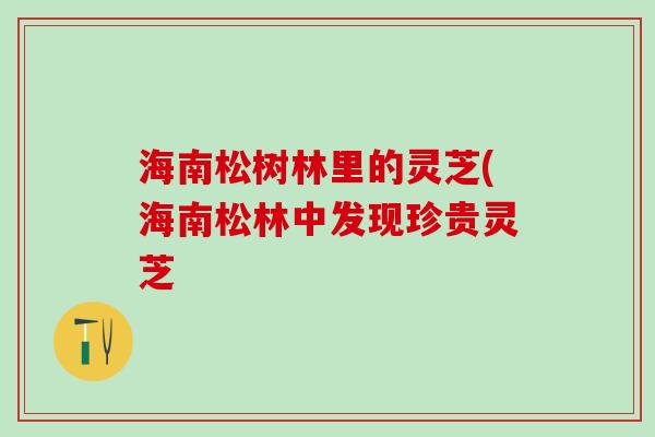 海南松树林里的灵芝(海南松林中发现珍贵灵芝