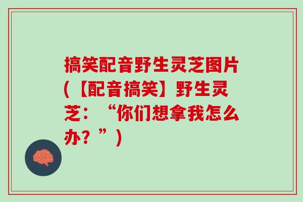 搞笑配音野生灵芝图片(【配音搞笑】野生灵芝：“你们想拿我怎么办？”)
