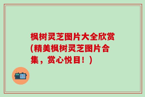 枫树灵芝图片大全欣赏(精美枫树灵芝图片合集，赏心悦目！)
