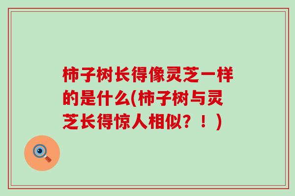 柿子树长得像灵芝一样的是什么(柿子树与灵芝长得惊人相似？！)