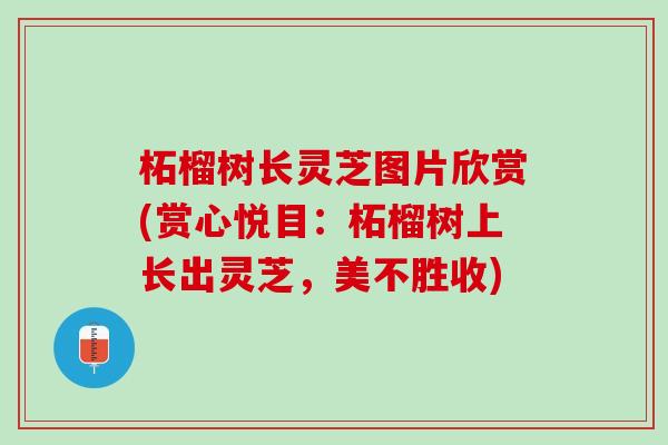 柘榴树长灵芝图片欣赏(赏心悦目：柘榴树上长出灵芝，美不胜收)