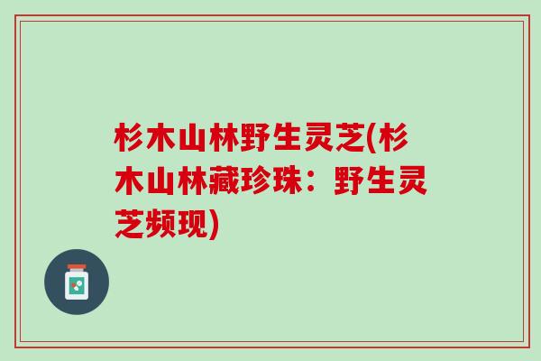 杉木山林野生灵芝(杉木山林藏珍珠：野生灵芝频现)
