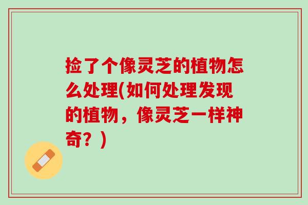 捡了个像灵芝的植物怎么处理(如何处理发现的植物，像灵芝一样神奇？)