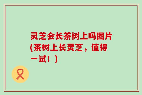 灵芝会长茶树上吗图片(茶树上长灵芝，值得一试！)