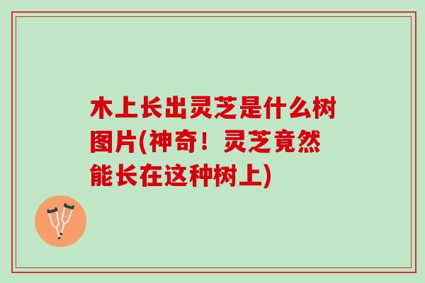 木上长出灵芝是什么树图片(神奇！灵芝竟然能长在这种树上)