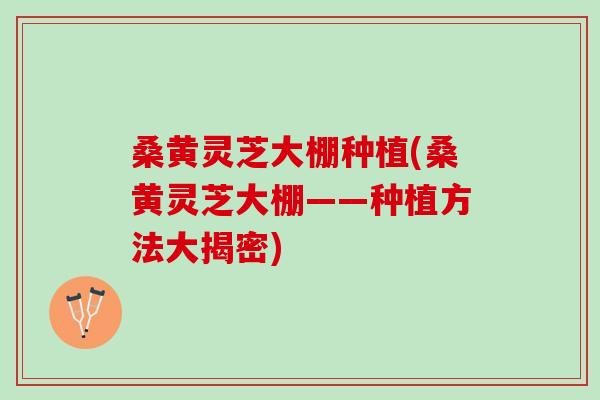 桑黄灵芝大棚种植(桑黄灵芝大棚——种植方法大揭密)