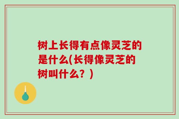 树上长得有点像灵芝的是什么(长得像灵芝的树叫什么？)