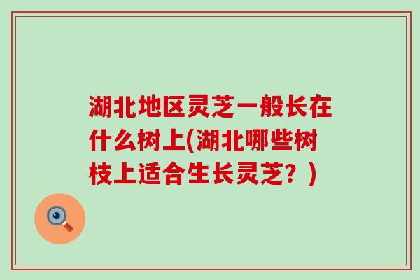 湖北地区灵芝一般长在什么树上(湖北哪些树枝上适合生长灵芝？)