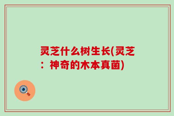 灵芝什么树生长(灵芝：神奇的木本真菌)