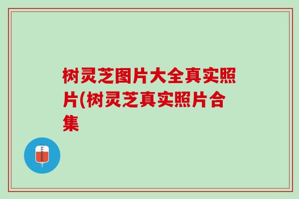 树灵芝图片大全真实照片(树灵芝真实照片合集