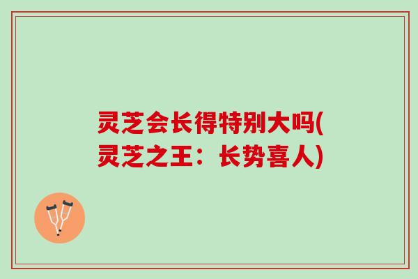 灵芝会长得特别大吗(灵芝之王：长势喜人)