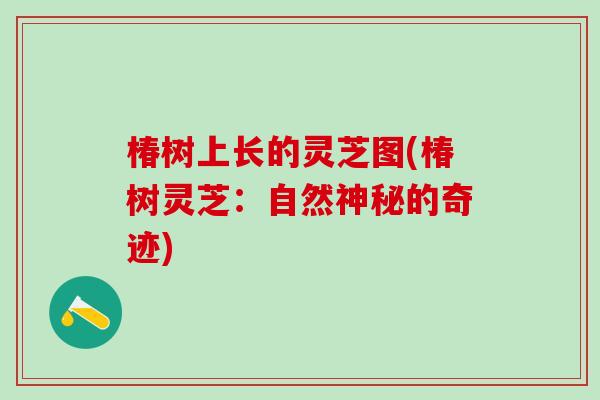 椿树上长的灵芝图(椿树灵芝：自然神秘的奇迹)