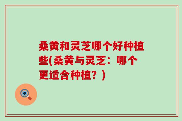 桑黄和灵芝哪个好种植些(桑黄与灵芝：哪个更适合种植？)
