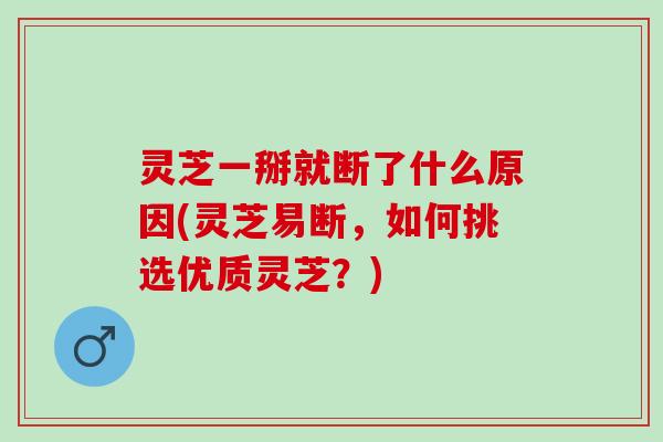 灵芝一掰就断了什么原因(灵芝易断，如何挑选优质灵芝？)