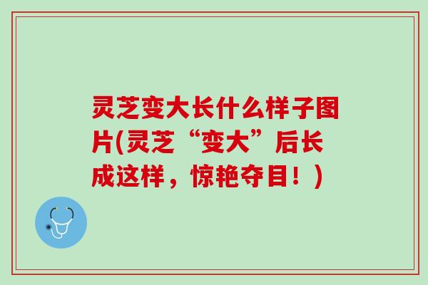 灵芝变大长什么样子图片(灵芝“变大”后长成这样，惊艳夺目！)