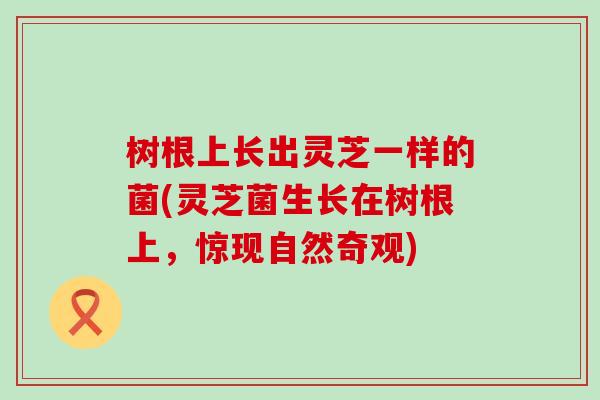 树根上长出灵芝一样的菌(灵芝菌生长在树根上，惊现自然奇观)