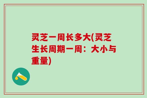 灵芝一周长多大(灵芝生长周期一周：大小与重量)