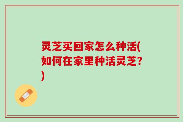 灵芝买回家怎么种活(如何在家里种活灵芝？)