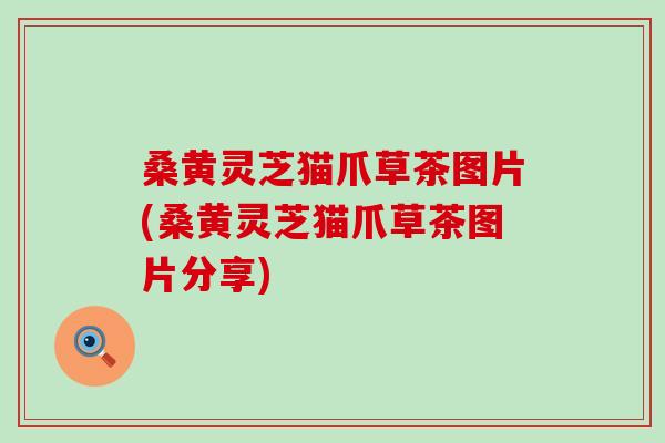 桑黄灵芝猫爪草茶图片(桑黄灵芝猫爪草茶图片分享)