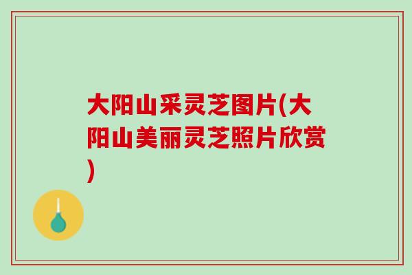 大阳山采灵芝图片(大阳山美丽灵芝照片欣赏)
