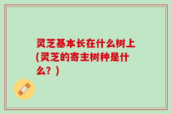 灵芝基本长在什么树上(灵芝的寄主树种是什么？)