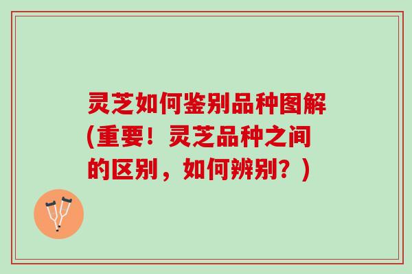 灵芝如何鉴别品种图解(重要！灵芝品种之间的区别，如何辨别？)