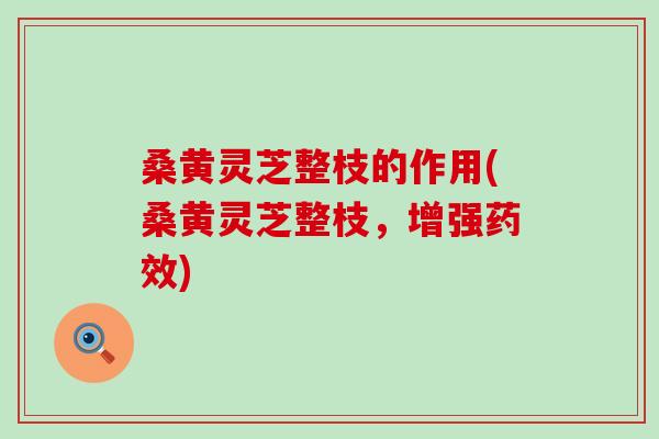 桑黄灵芝整枝的作用(桑黄灵芝整枝，增强药效)