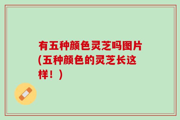 有五种颜色灵芝吗图片(五种颜色的灵芝长这样！)