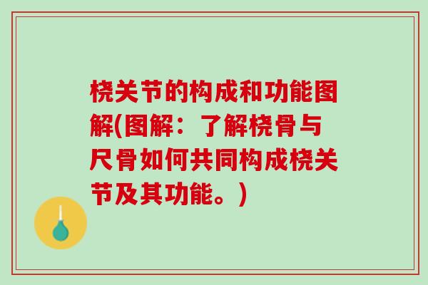 桡关节的构成和功能图解(图解：了解桡骨与尺骨如何共同构成桡关节及其功能。)