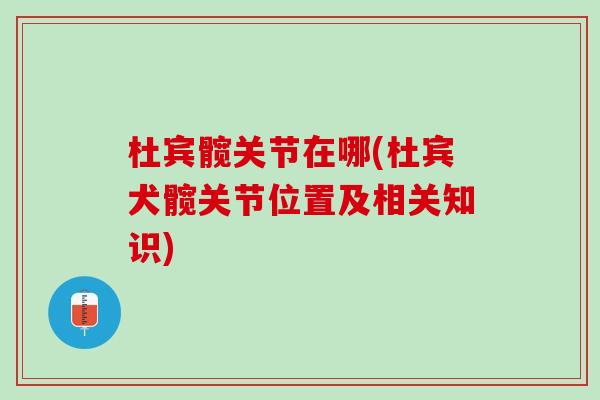 杜宾髋关节在哪(杜宾犬髋关节位置及相关知识)