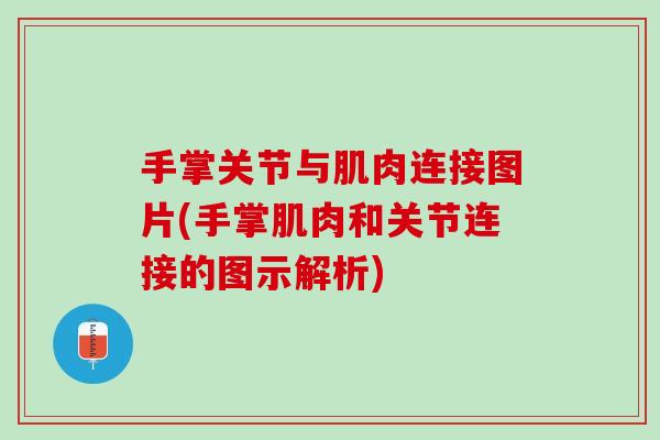 手掌关节与肌肉连接图片(手掌肌肉和关节连接的图示解析)