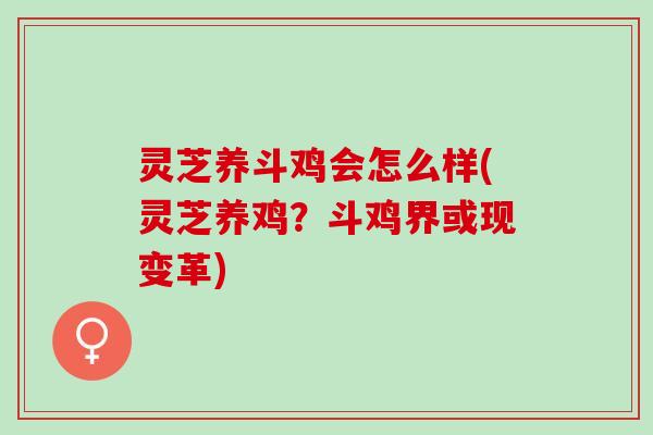 灵芝养斗鸡会怎么样(灵芝养鸡？斗鸡界或现变革)
