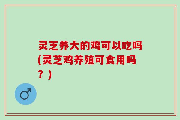 灵芝养大的鸡可以吃吗(灵芝鸡养殖可食用吗？)