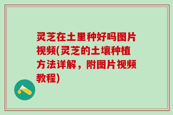 灵芝在土里种好吗图片视频(灵芝的土壤种植方法详解，附图片视频教程)