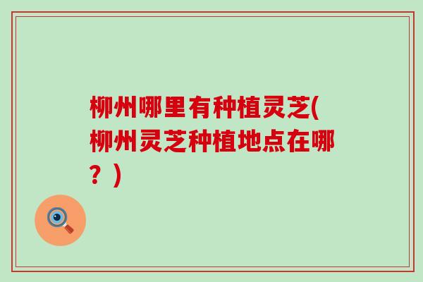 柳州哪里有种植灵芝(柳州灵芝种植地点在哪？)