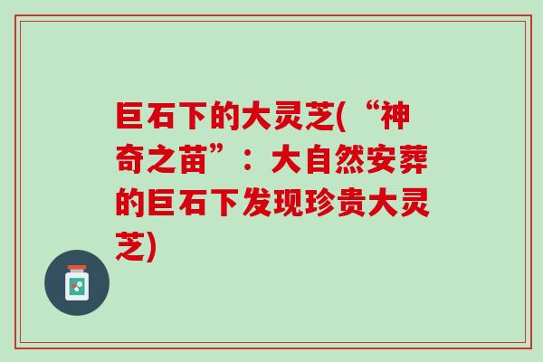 巨石下的大灵芝(“神奇之苗”：大自然安葬的巨石下发现珍贵大灵芝)