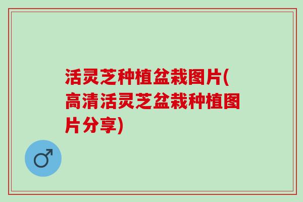 活灵芝种植盆栽图片(高清活灵芝盆栽种植图片分享)