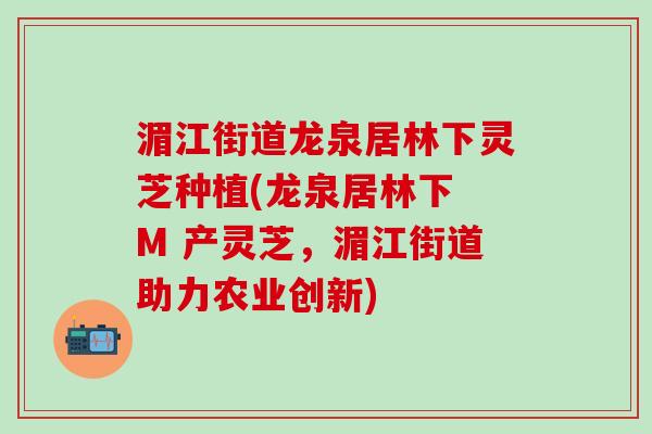 湄江街道龙泉居林下灵芝种植(龙泉居林下 M 产灵芝，湄江街道助力农业创新)