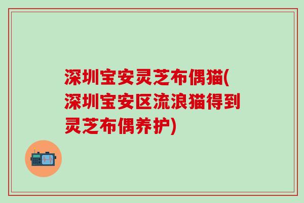 深圳宝安灵芝布偶猫(深圳宝安区流浪猫得到灵芝布偶养护)