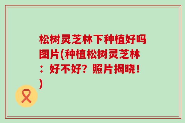 松树灵芝林下种植好吗图片(种植松树灵芝林：好不好？照片揭晓！)