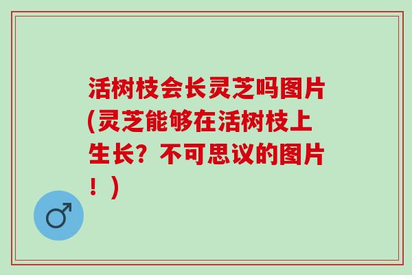 活树枝会长灵芝吗图片(灵芝能够在活树枝上生长？不可思议的图片！)