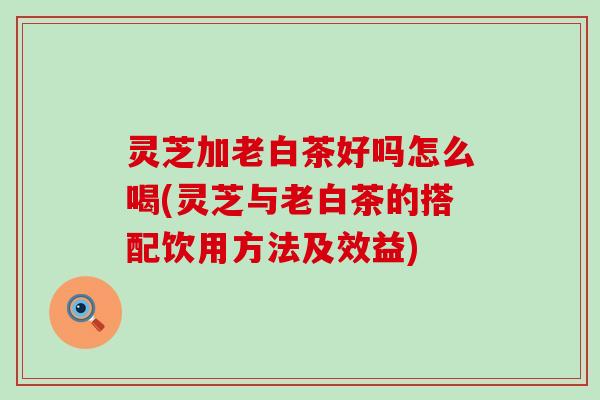 灵芝加老白茶好吗怎么喝(灵芝与老白茶的搭配饮用方法及效益)
