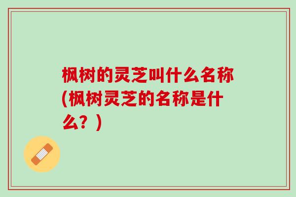 枫树的灵芝叫什么名称(枫树灵芝的名称是什么？)