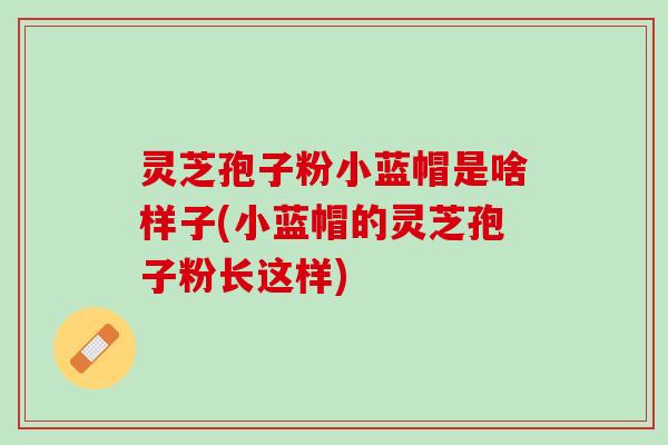 灵芝孢子粉小蓝帽是啥样子(小蓝帽的灵芝孢子粉长这样)