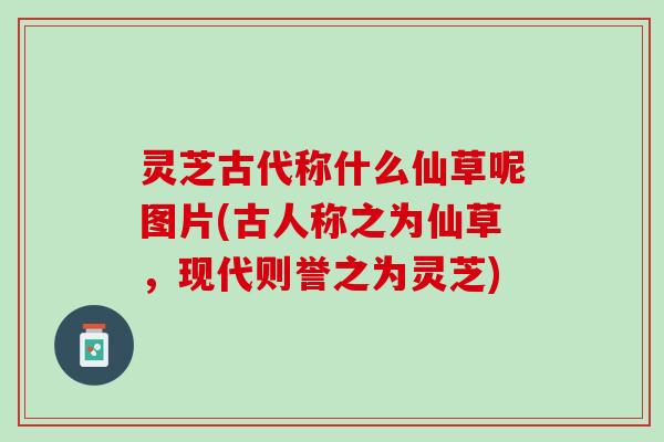 灵芝古代称什么仙草呢图片(古人称之为仙草，现代则誉之为灵芝)