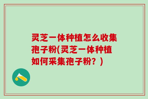 灵芝一体种植怎么收集孢子粉(灵芝一体种植如何采集孢子粉？)