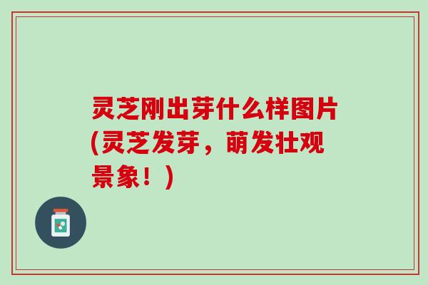 灵芝刚出芽什么样图片(灵芝发芽，萌发壮观景象！)