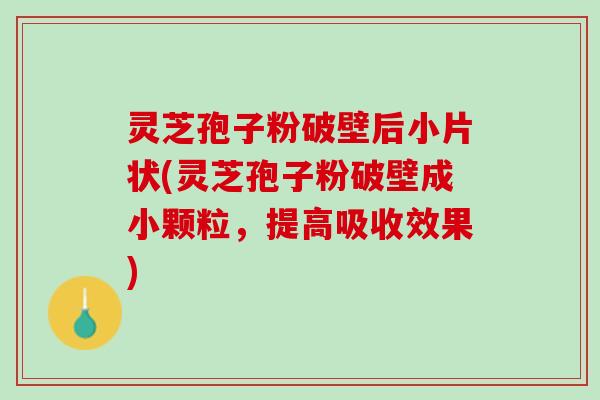 灵芝孢子粉破壁后小片状(灵芝孢子粉破壁成小颗粒，提高吸收效果)