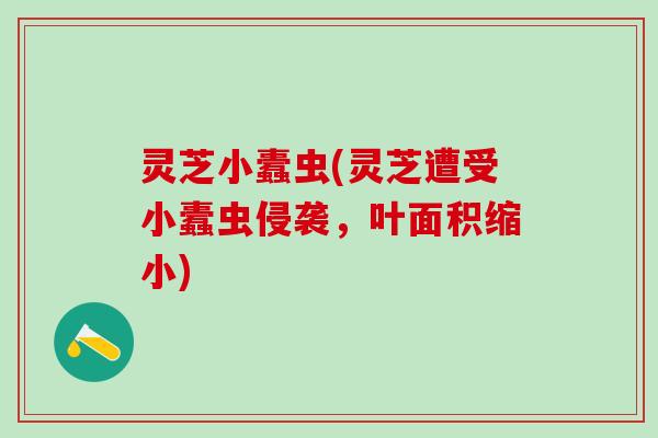 灵芝小蠹虫(灵芝遭受小蠹虫侵袭，叶面积缩小)